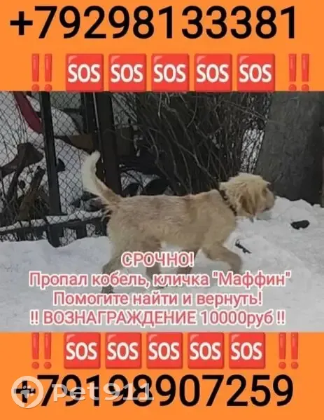 Пропал собака, мужской, Щепкинское сельское поселение, Щепкинское - большой, добрый, песочного цвета - photo