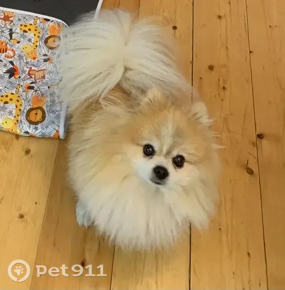 Пропал собака, Яковлево, Московская область - бело-рыжий карликовый шпиц - photo