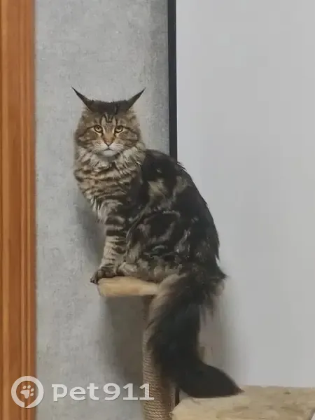 Пропала кошка, улица Николаева, 2, Стерлитамак - мейн кун пушистый хвост - photo