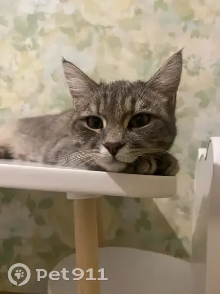 Пропала кошка, улица Николая Островского, Пермь - серая с белыми полосками - photo