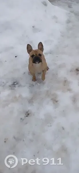 Пропала собака, Товарковский - палёвая девочка с тёмной маской - photo