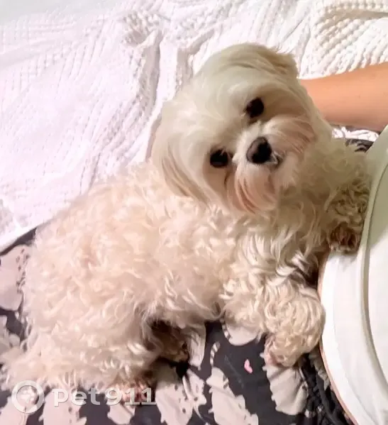 Пропала собака, женский пол, улица Маршала Голованова, Москва - без ошейника, сбила машина - photo