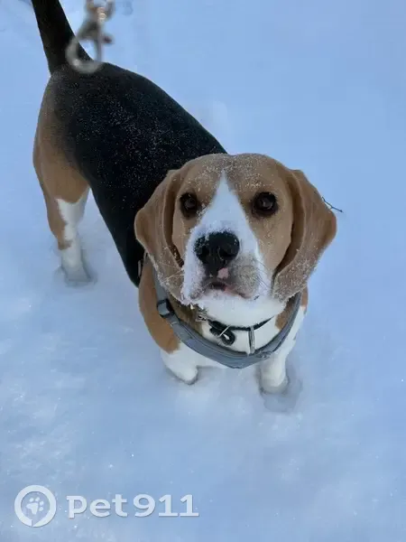Пропал собака, Глебовское сельское поселение, Ярославская область - photo