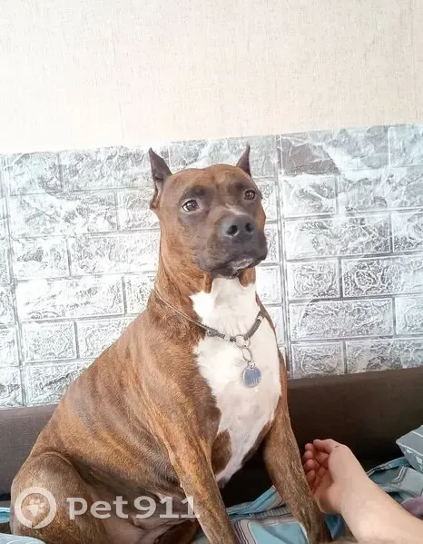 Пропала собака, женский пол, Батумская улица, 31, Шахты - тигровый окрас - photo