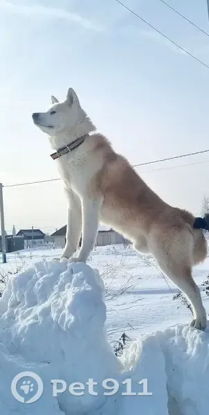 Пропал собака, «Московское малое кольцо», Раменский - акито ину, бело-рыжий окрас - photo
