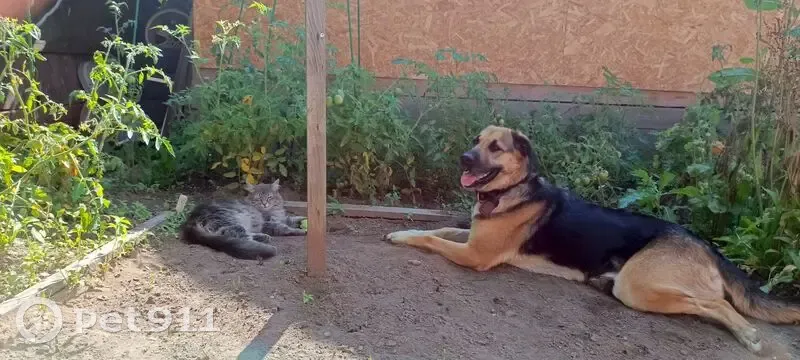 Пропала собака, Дурниха, Московская область - смесь овчарки и лабрадора - photo