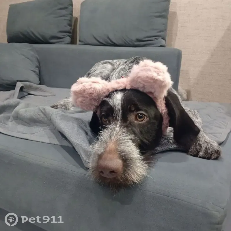 Пропала собака, Октябрьский переулок, Винзили - photo