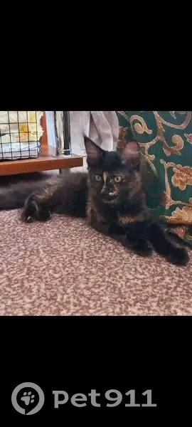 Пропала кошка, улица Ленина, 89, Лабинск - черепаховый окрас - photo