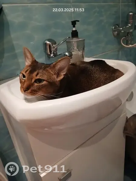 Пропала кошка, Союзная улица, 5 к2, Химки - окрас норка, белые лапки - photo