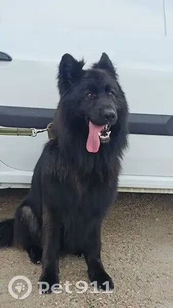 Пропал собака, Уфа, Башкирия - чёрный длинношёрстный немец с ошейником - photo