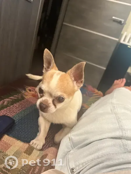 Пропал собака, Яхтенная улица, 2 к1, Санкт-Петербург - старенький чихуахуа, глухой - photo