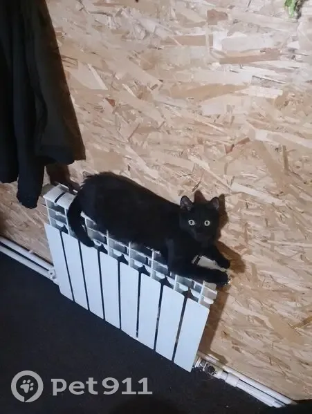 Пропал кот, Промышленная улица, 8Д, Нефтекамск - полностью черный, глаза жёлтые - photo