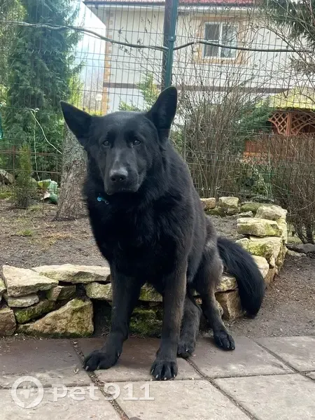 Пропал собака, Корытня, Московская область - искривлен позвоночник - photo