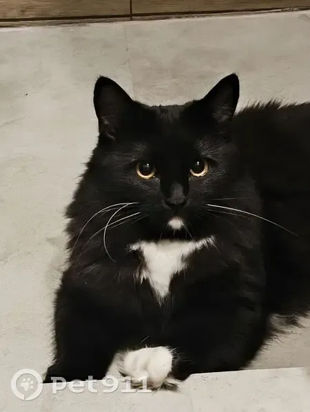 Пропала кошка, Егоровская улица, 3, Киров - пушистая, чёрная с белыми участками - photo