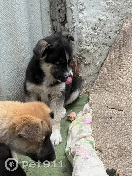 Пропал щенок, Кисловодск, Ставропольский край - белочерный окрас - photo