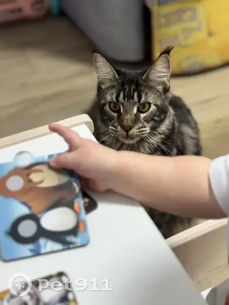 Пропала кошка, Грушевый переулок, 118, Кневичи - отзывается на кличку - photo