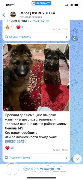 Пропал собака, улица Победы, 32, Серов - два щенка овчарки - photo