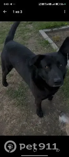 Пропал собака, улица Карла Либкнехта, 28, Мурманск - чёрный - photo