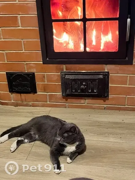 Пропала кошка, 8-я и 9-я линии, 6, Клин - серая, шерсть как у британской - photo