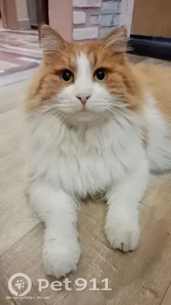 Пропал кот, Астрономическая улица, 1Б, Хабаровск - рыже-белый окрас - photo