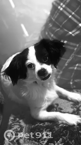 Пропала собака, улица Победы, 34, Советск - маленькая беленькая с черными ушками - photo