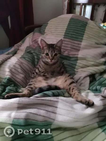 Пропала кошка, Лесная улица, 30, Майкоп - коричневая в полоску - photo