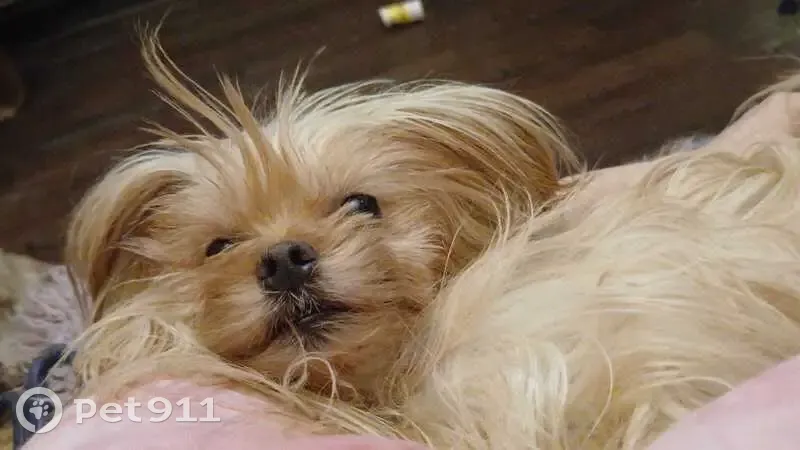 Пропала собака, Казань, Татарстан - маленькая девочка бежевого цвета - photo