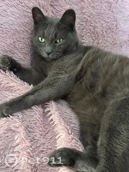 Пропал кот, Штурманская улица, Хабаровск - серый окрас, кастрированный - photo