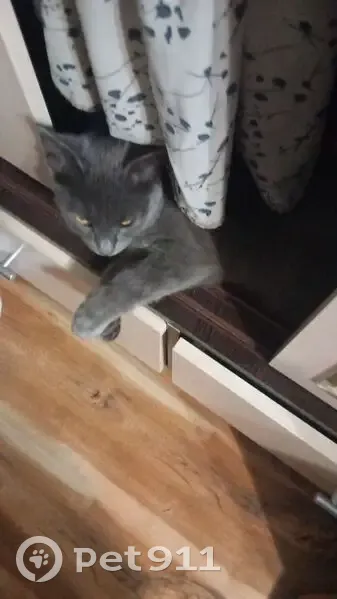 Пропала кошка, улица Нефтяников, 23, Азнакаево - дымчатая серая, красный ошейник - photo