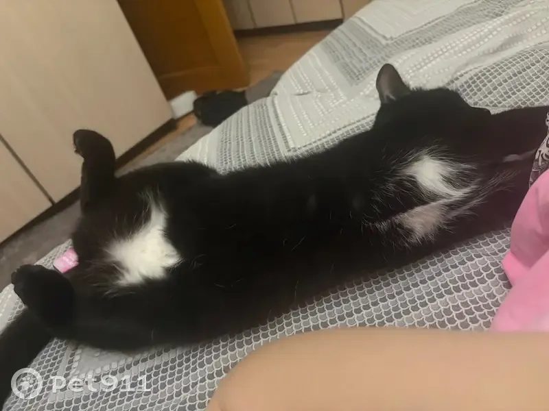 Пропала кошка, улица Ползунова, 21, Тула - белые пятна на животе - photo