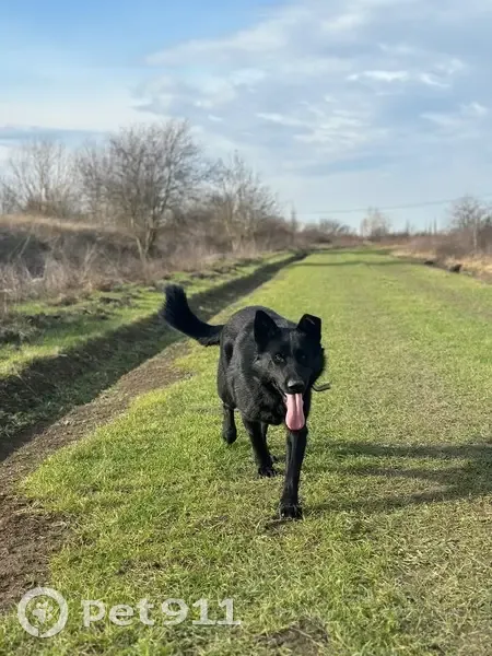 Пропал собака, Смоленское сельское поселение, Смоленское - чёрная немецкая овчарка, вес 40-45 кг - photo