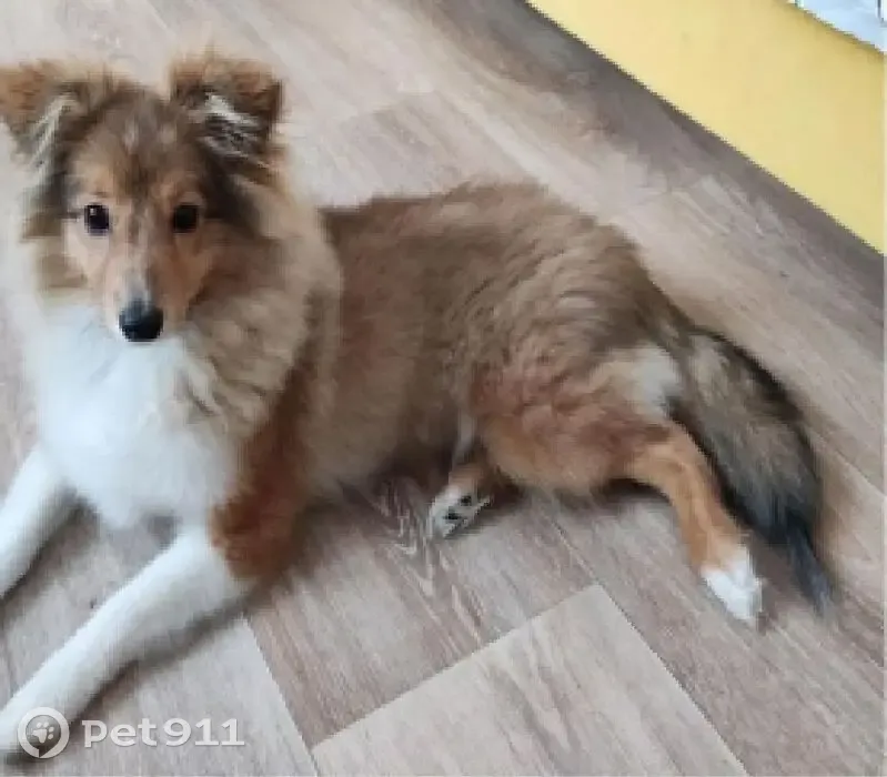 Пропал собака, Воронцовский бульвар, Мурино - в синем комбинезоне - photo