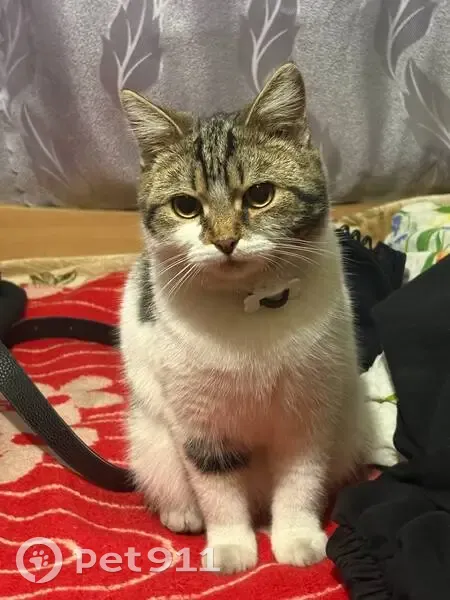 Пропал кот, улица Красина, Ленинск-Кузнецкий - трёхшерстный, между глаз буква «м» - photo