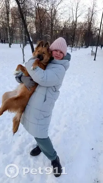Пропала собака, улица Ольги Берггольц, Санкт-Петербург - рыжая девочка среднего роста - photo