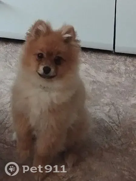 Пропала собака, Большие Медведки, Степной - светло рыженький с пушистым хвостиком - photo