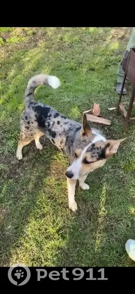 Пропал собака, Аболешево, Тверская область - пятнистый окрас, большие уши - photo