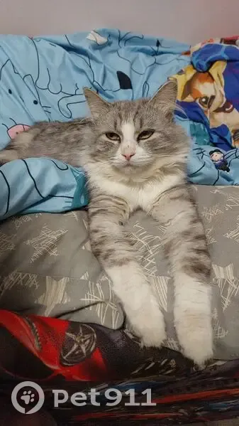 Пропал кот, улица Маяковского, 25, Бирск - серый с белым окрас - photo