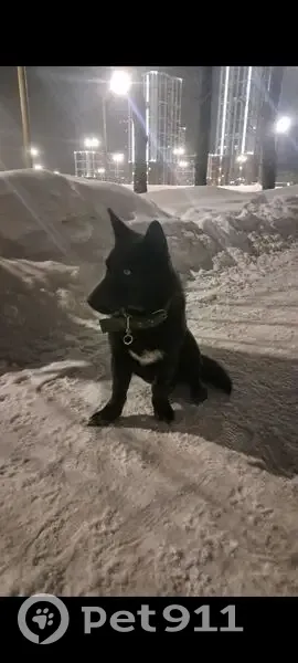 Пропал собака, Пермь - черно-серый окрас и разные глаза - photo