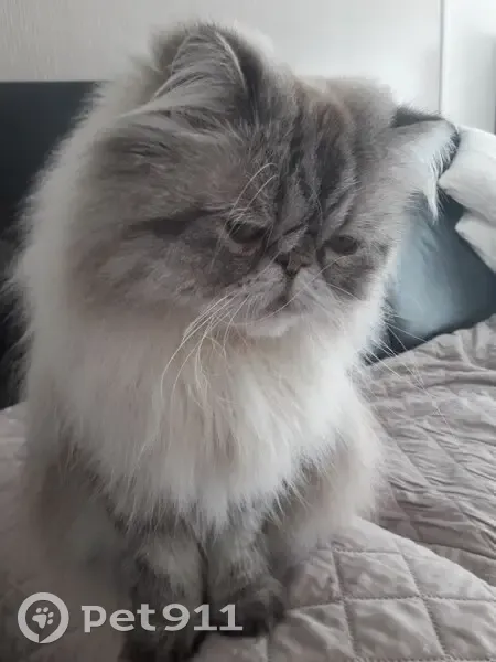 Пропал кот, Водонапорная улица, Серпухов - порода перс - photo