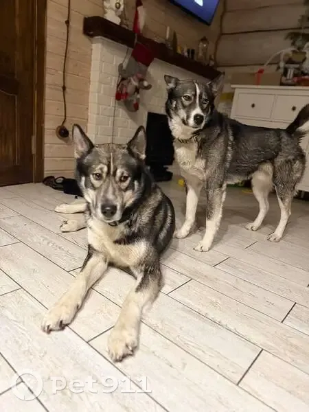 Пропала собака, улица Мостовка, 1Б, Екатеринбург - Роки и Вольт - photo