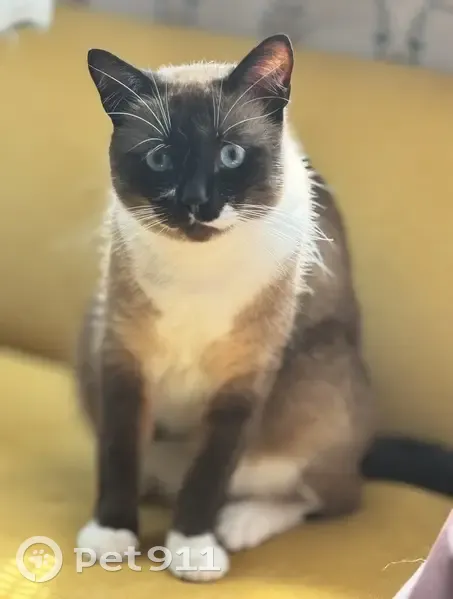 Пропал кот, улица Салтыкова-Щедрина, 2, Орёл - ласковый сиамский кот - photo
