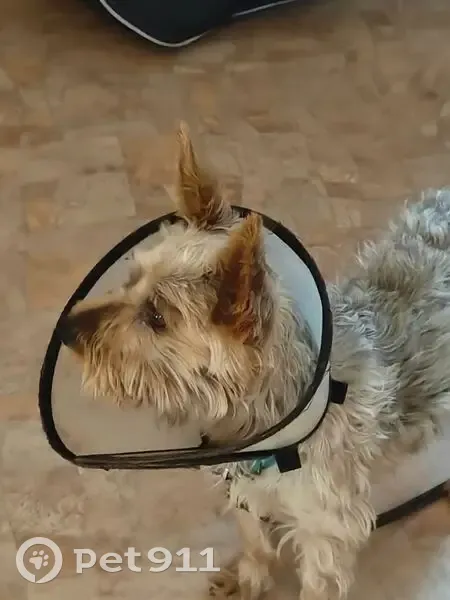 Пропала собака, Средне-Садовая улица, 3, Самара - коричневый с серыми прядями - photo