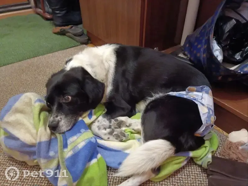 Пропала собака, женский пол, улица Мусы Джалиля, Нижневартовск - с синим поводком - photo