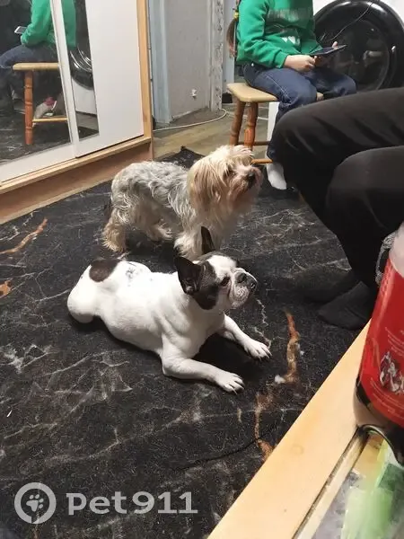 Пропала собака, Перемиловское, Ивановская область - белая с тигровыми пятнами - photo