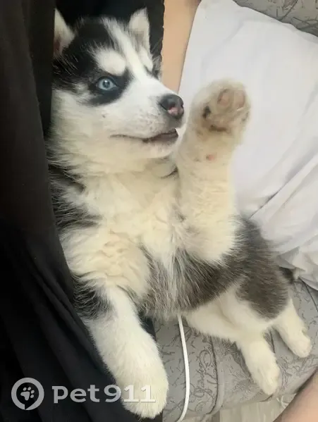 Пропала собака, улица Ленина, 81, Бийск - глаза разного цвета - photo