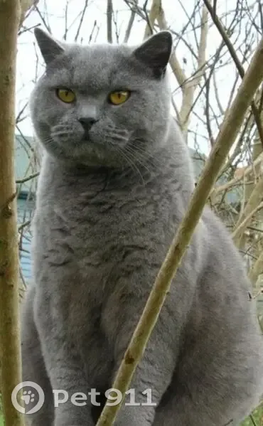 Пропал кот, улица Мясникова, городской округ Пенза - британец 5 лет - photo