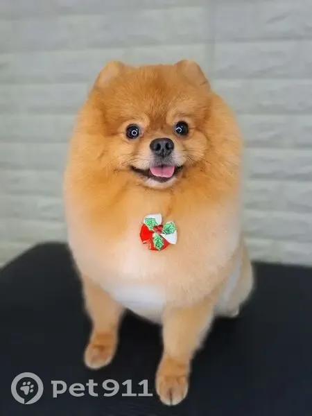 Пропал собака, мужской, 71Н-1706, Тюмень - рыжий, без ошейника - photo