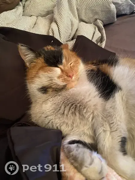 Пропала кошка, 2-я Аларская улица, Иркутск - photo