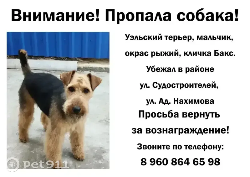 Пропал собака, улица Адмирала Нахимова, 60, Астрахань - убежал ночью - photo