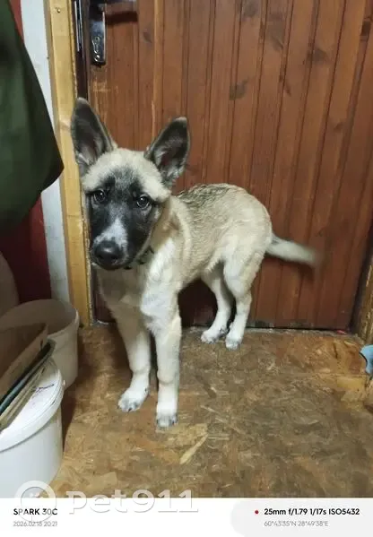 Пропала собака, 5-й Внутренний тупик, Выборг - девочка 4 месяца, голубой ошейник - photo